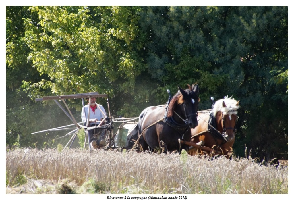 [Fil - Ouvert ] Chevaux - Page 11 Dsc09916