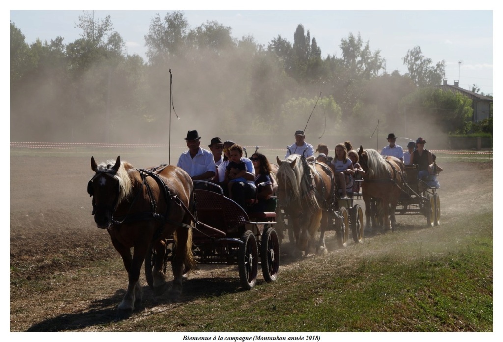 [Fil - Ouvert ] Chevaux - Page 11 Dsc09917