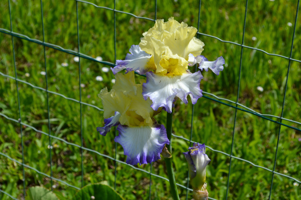 Iris 'Boundless' - Michael Sutton 2009 Dsc_0722