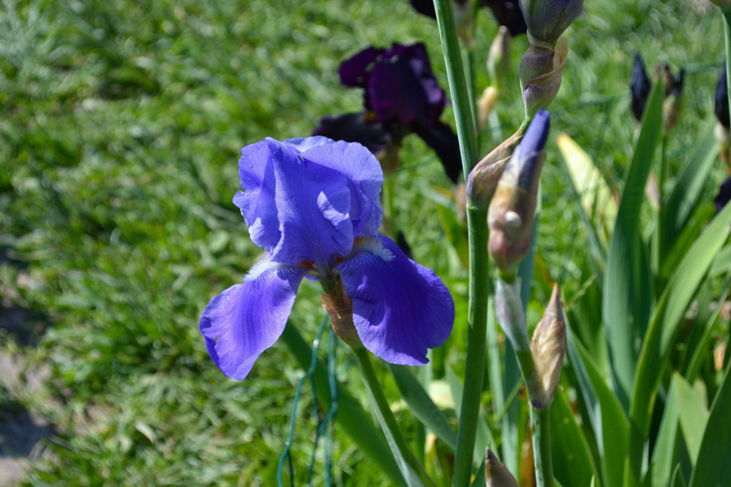 Iris 'Blue Rythm' - Mrs. C. Whiting 1945 Dsc_0725