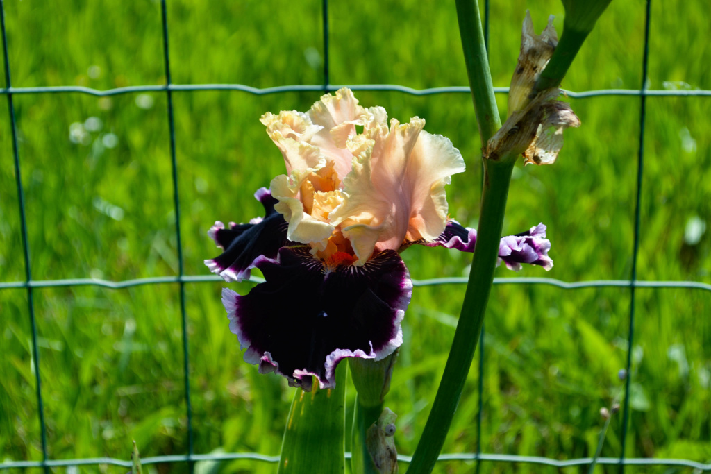 Iris 'Dazzle' - Joseph Ghio 2010 Dsc_0726