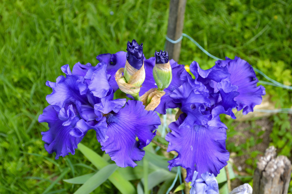 Iris 'Devil's Lake' - Schreiner 1999 Dsc_0815