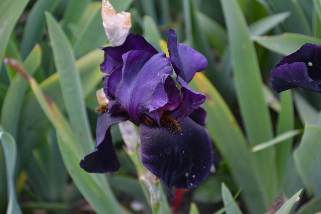 Iris 'Black Swan' - Orville Fay 1960 Dsc_0910