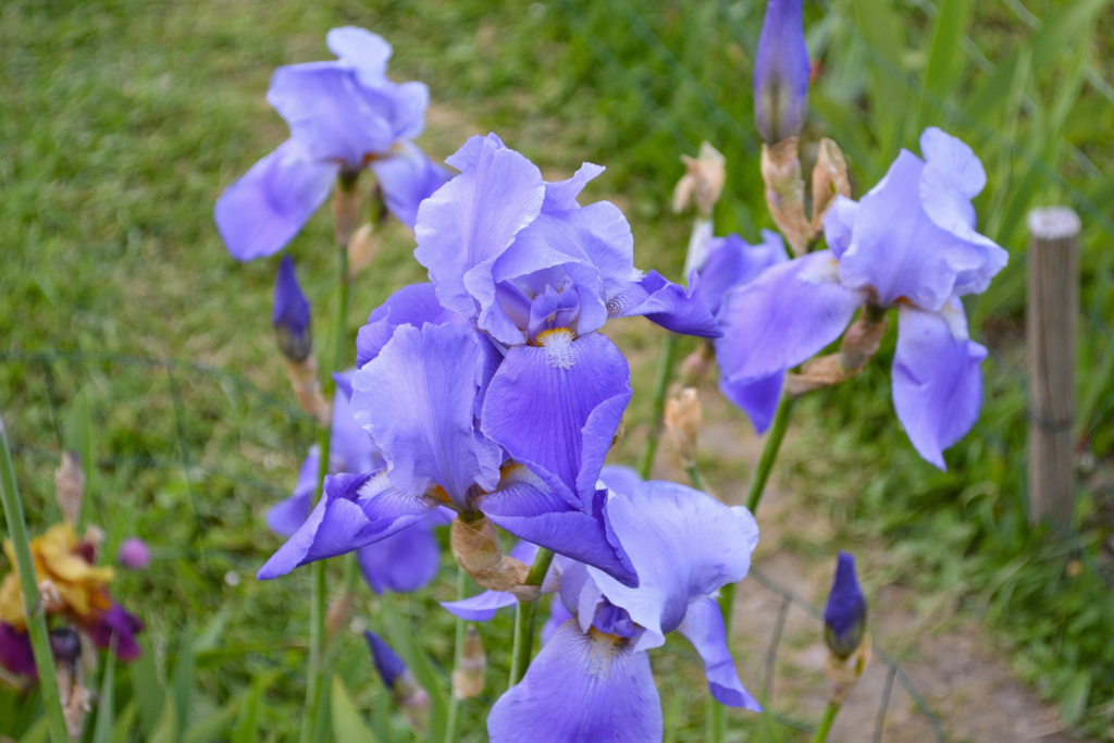 Iris 'Blue Rythm' - Mrs. C. Whiting 1945 Dsc_0915