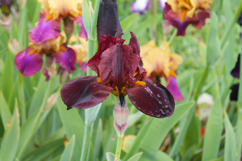 Iris 'Caliente' - rouge foncé 110cm (Natyra #4) [Identification ] Img_8229