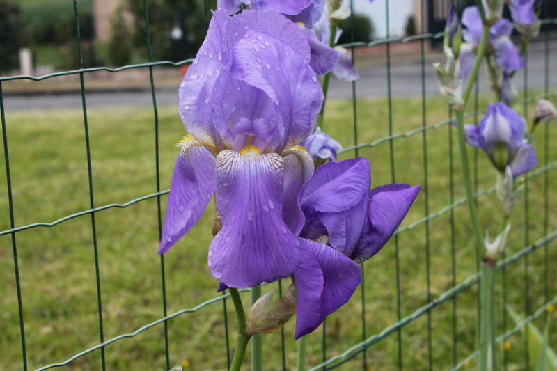 Iris pallida (Natyra #7) [Identification] Img_8242