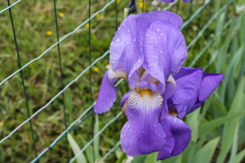 Iris pallida (Natyra #7) [Identification] Img_8245