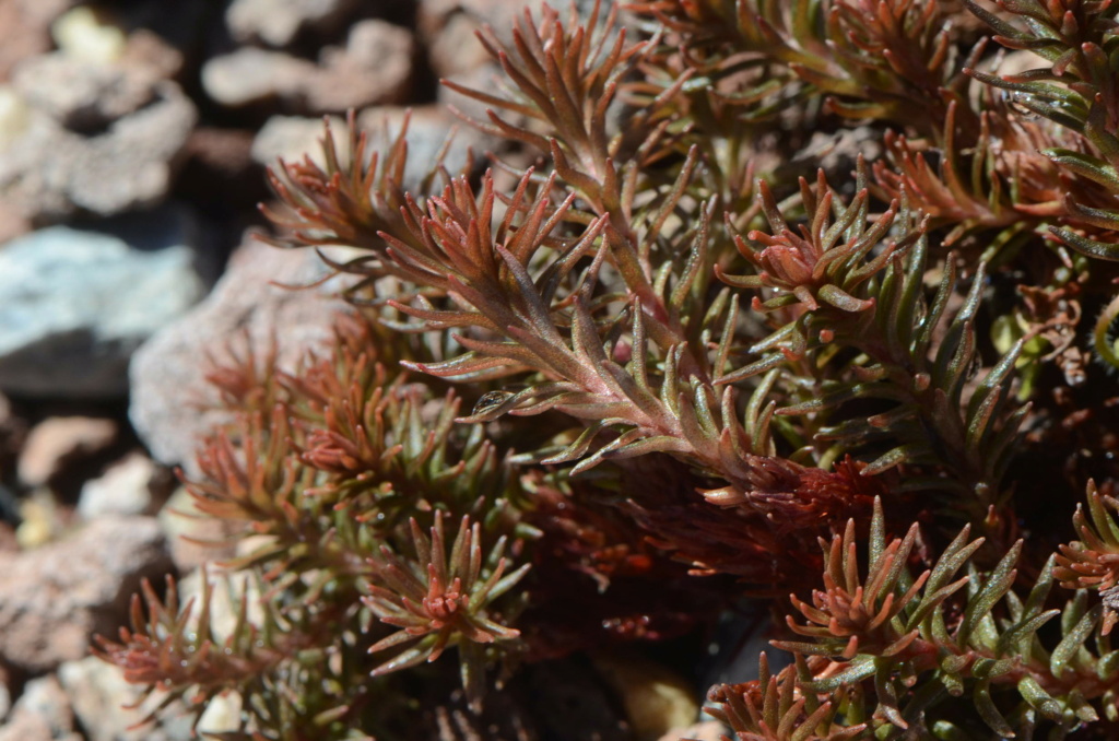 Sedum del Desert City Dsc_1011