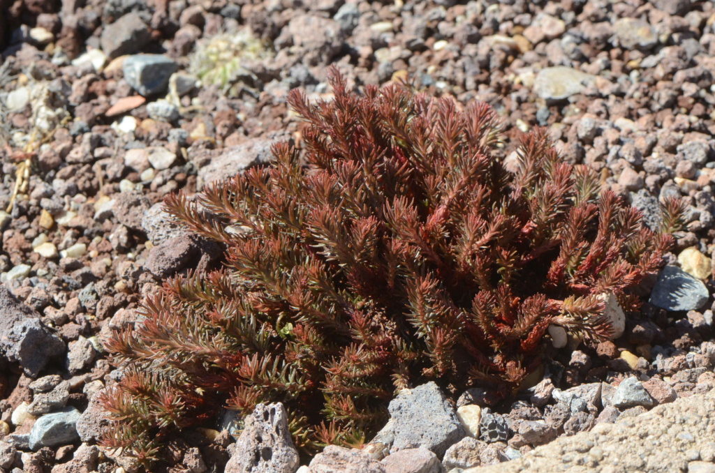 Sedum del Desert City Dsc_1012