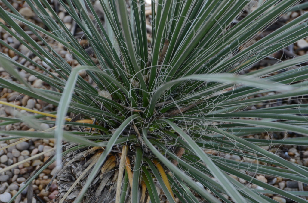 Yucca del Desert City Dsc_1117