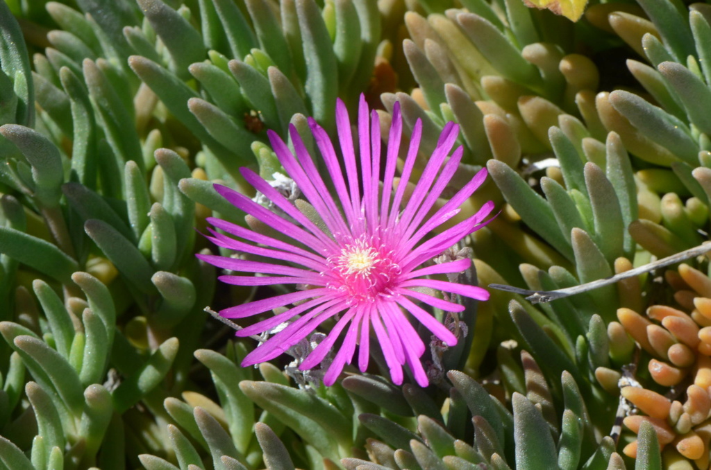 Aizoácea de Madrid -> Delosperma cooperi Dsc_1218