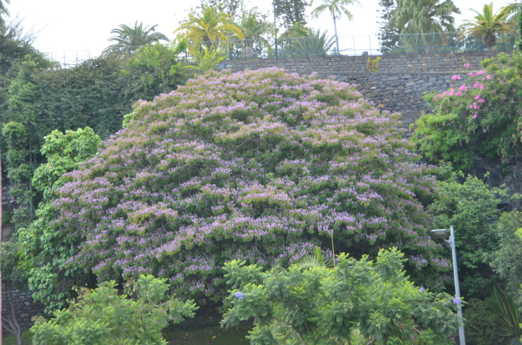 Árbol de la isla de Madeira 3 -> Lonchocarpus sericeus Dsc_2913