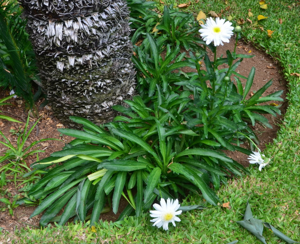 Compuesta de Madeira -> Leucanthemum maximum Dsc_2917