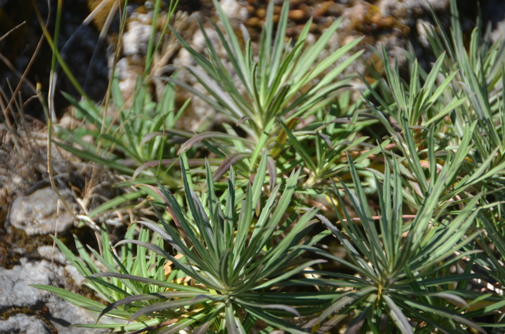 Silvestre de Madeira 7 -> Erysimum bicolor Dsc_3717