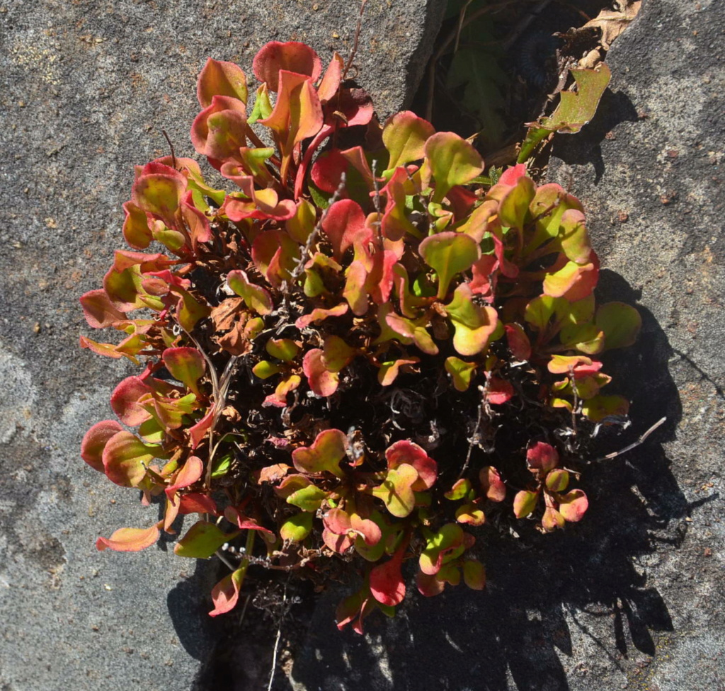 Silvestre de Madeira 8 -> Rumex bucephalophorus ssp. fruticescens Dsc_3811