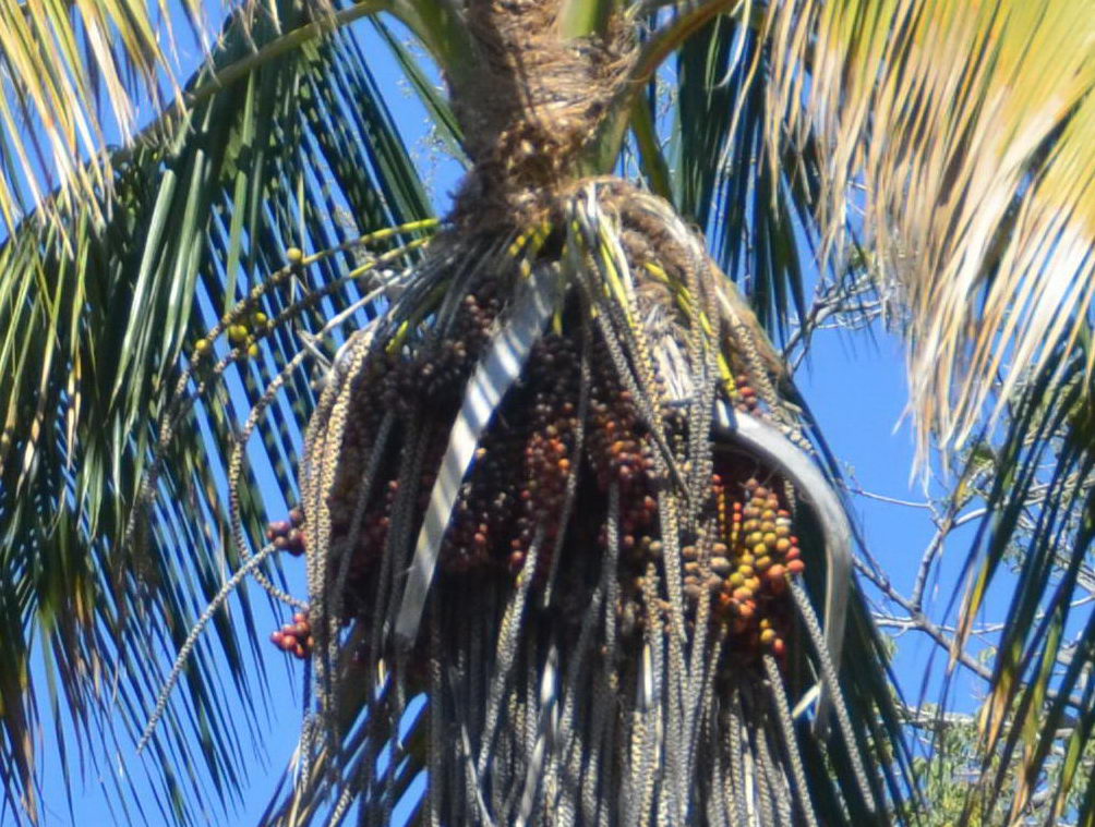 Palmera de Madeira -> Howea forsteriana Dsc_4312