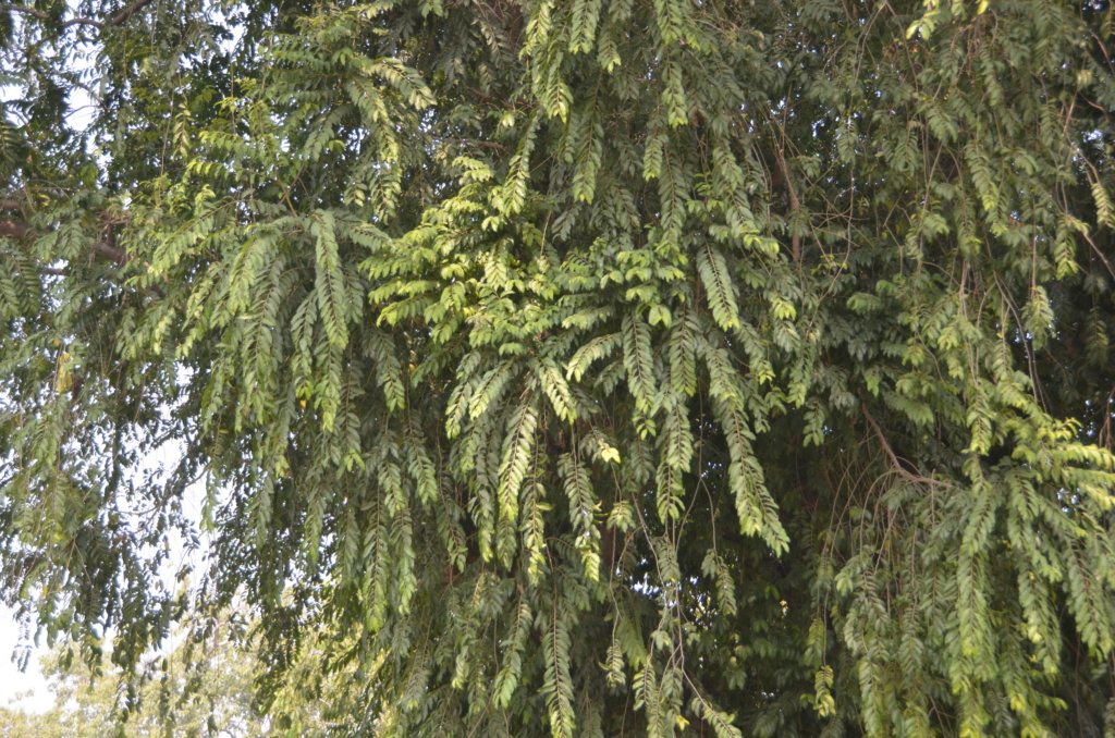 Árbol de la India Dsc_6611