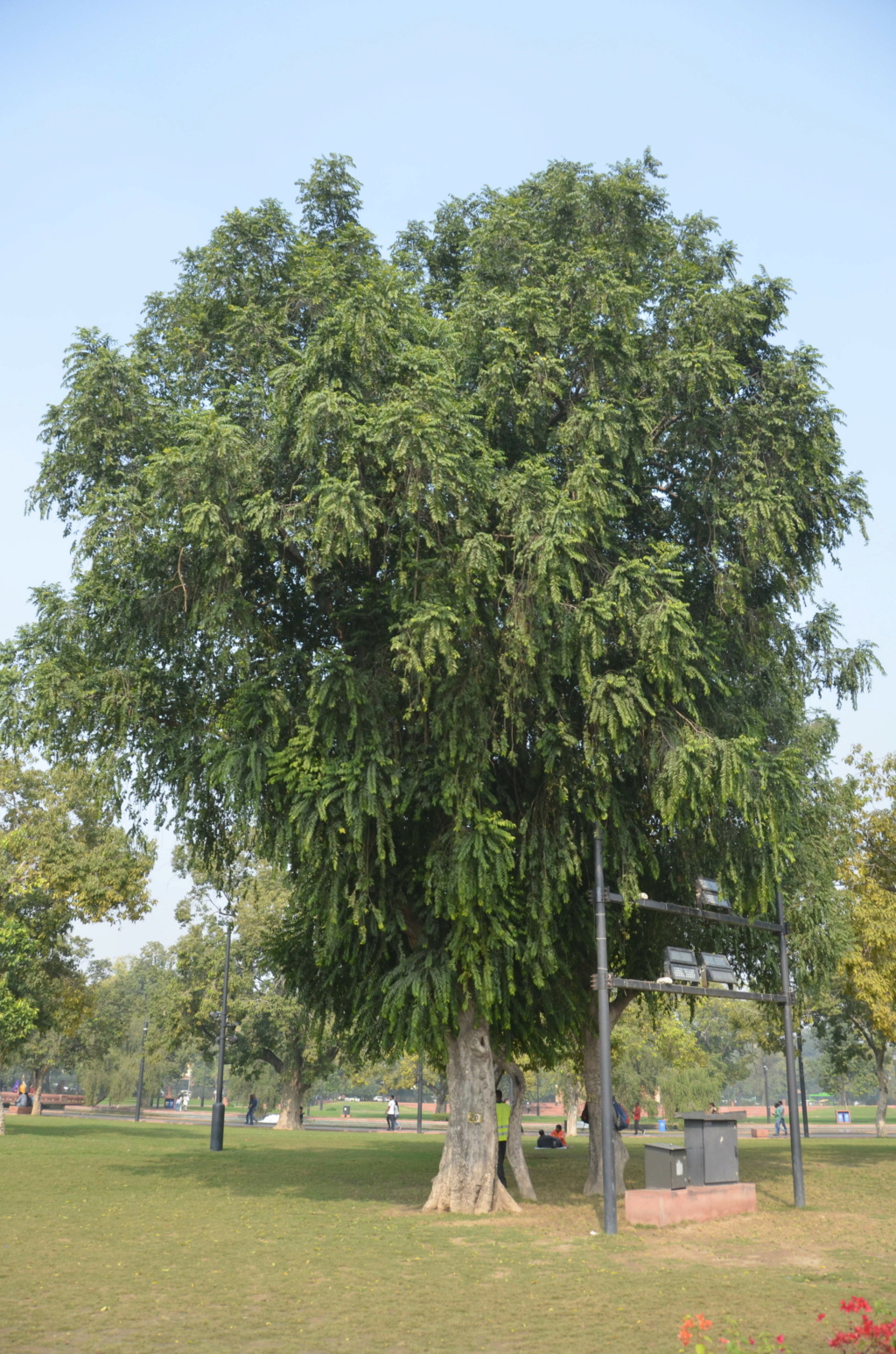 Árbol de la India Dsc_6612