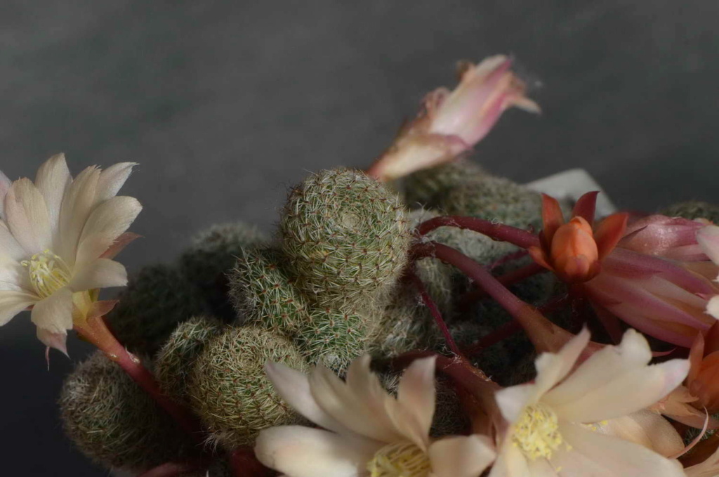 Possible Rebutia narvaecensis -> Rebutia "Sunrise" Dsc_9313