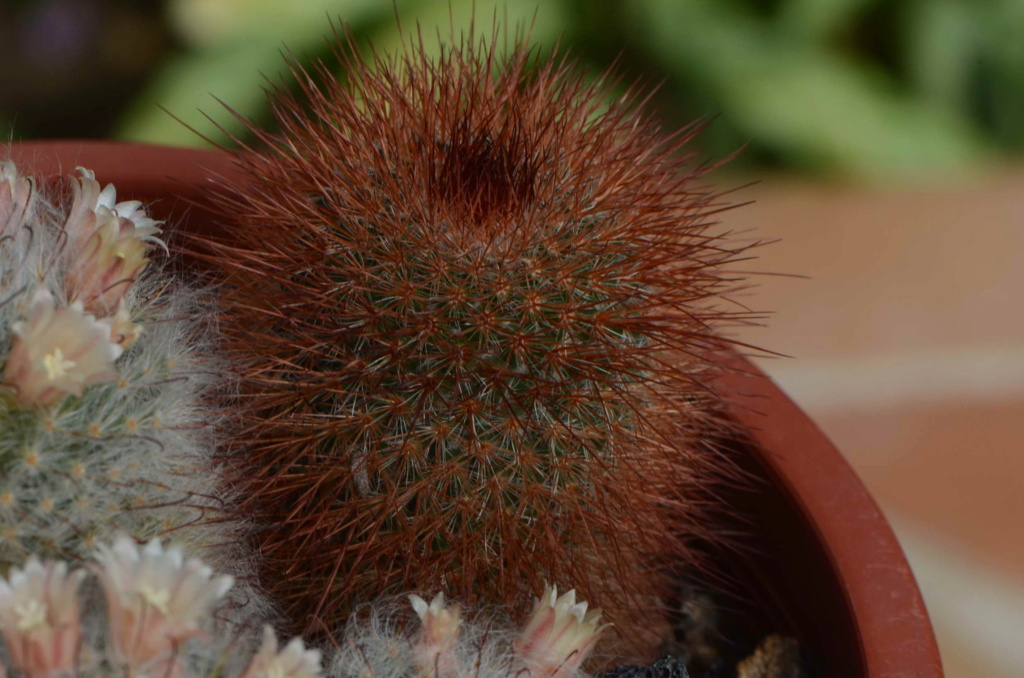 Two different Mammillaria -> Mammillaria bocasana y M. spinosissima Dsc_9315