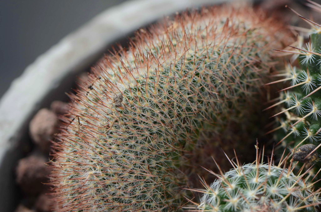 Unknown Mammillaria 5 Dsc_9321