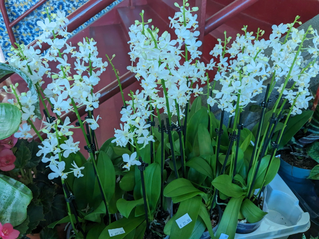 Orquídea de Madeira -> híbrido de Phalaenopsis Pxl_2046