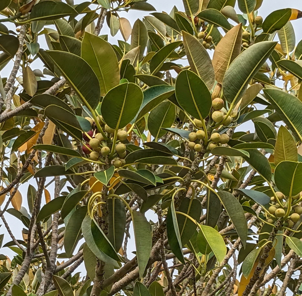 Ficus de Madeira -> Ficus macrophylla Pxl_2050