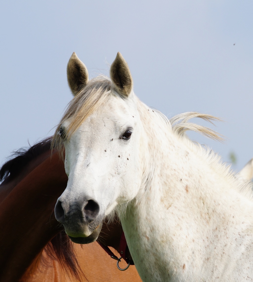 superbe jument arabe par Ofir al Hfifa Dsc03610