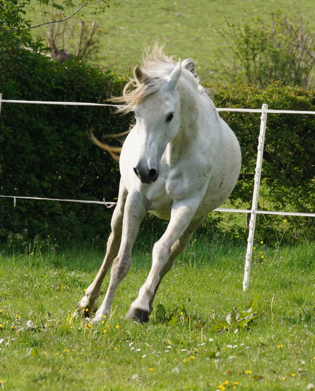 superbe jument arabe par Ofir al Hfifa Dsc03810