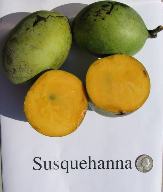 Susquehanna азиміна Pawpaw13