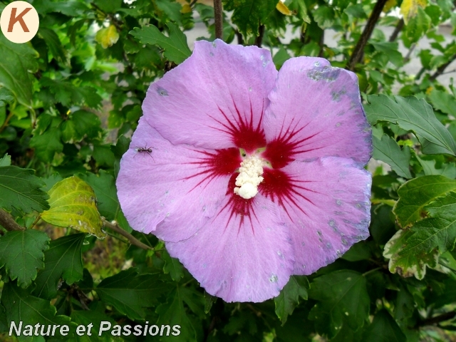 Présentation des photos au concours de mai K26