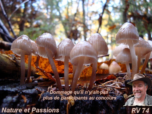 photo - Résultat concours photo octobre  2023 X_la_p10