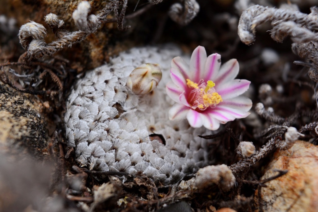 New species described - Mammillaria breviplumosa Brevip12