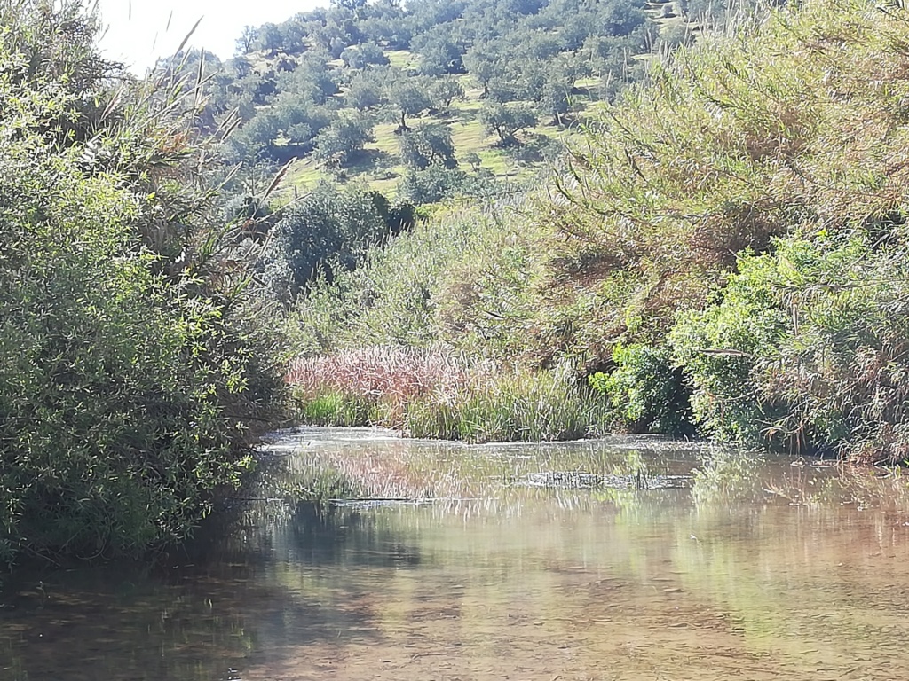 ESPÉCIE: Rouxinol-grande-dos-caniços (Acrocephalus arundinaceus) - Página 4 2019-026