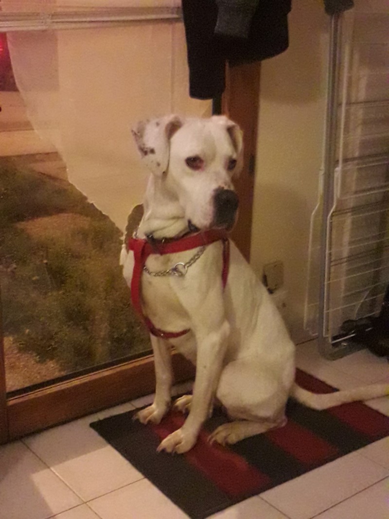 Marley - mâle boxer x setter anglais (25/09/2012) 20190311