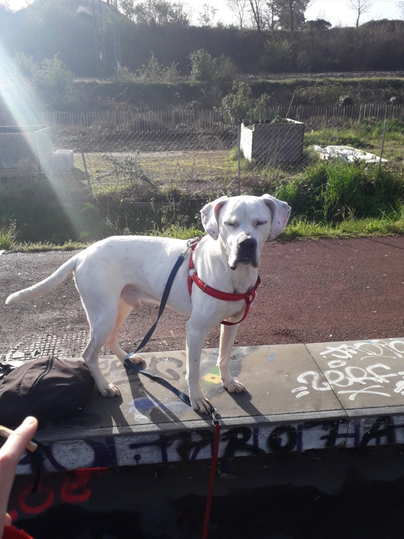 Marley - mâle boxer x setter anglais (25/09/2012)  20190313