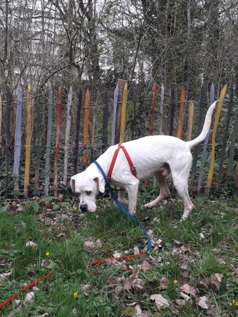 Marley - mâle boxer x setter anglais (25/09/2012) 20190322