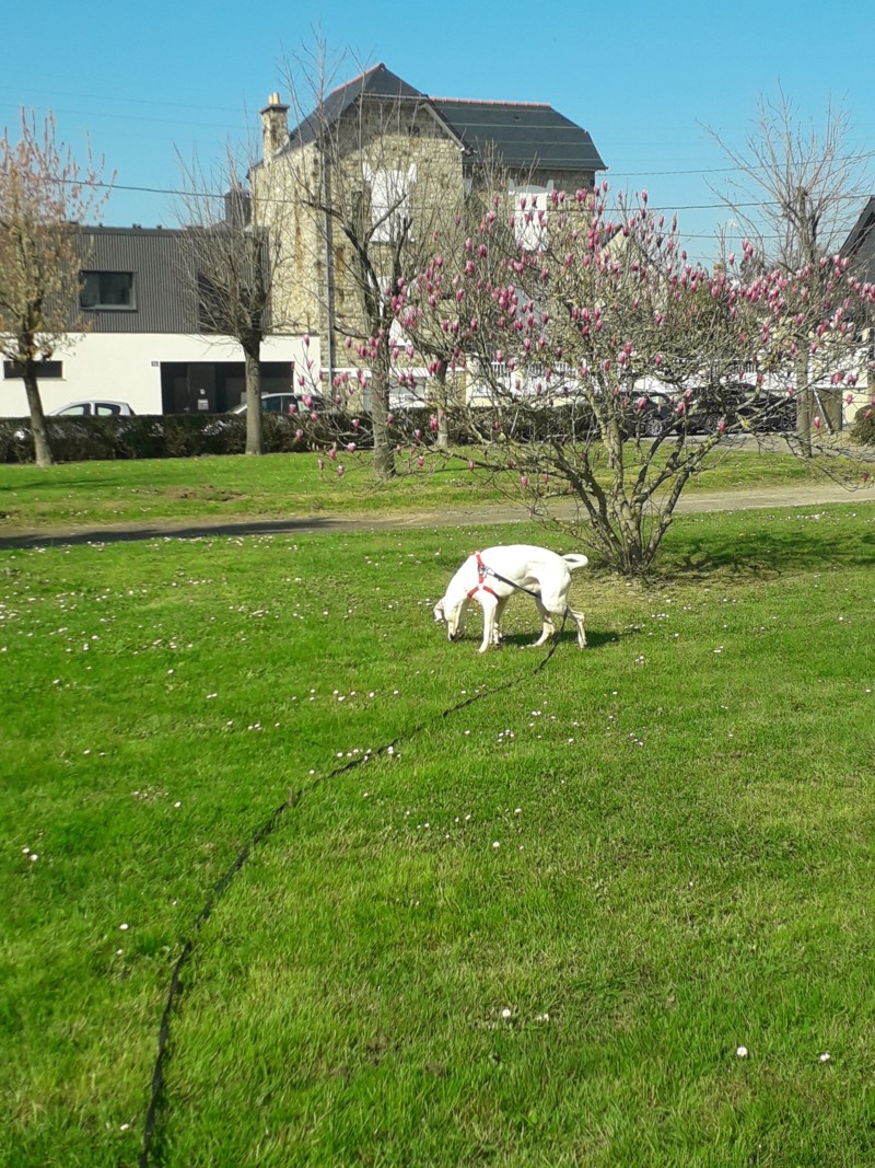 Marley - mâle boxer x setter anglais (25/09/2012)  20190325