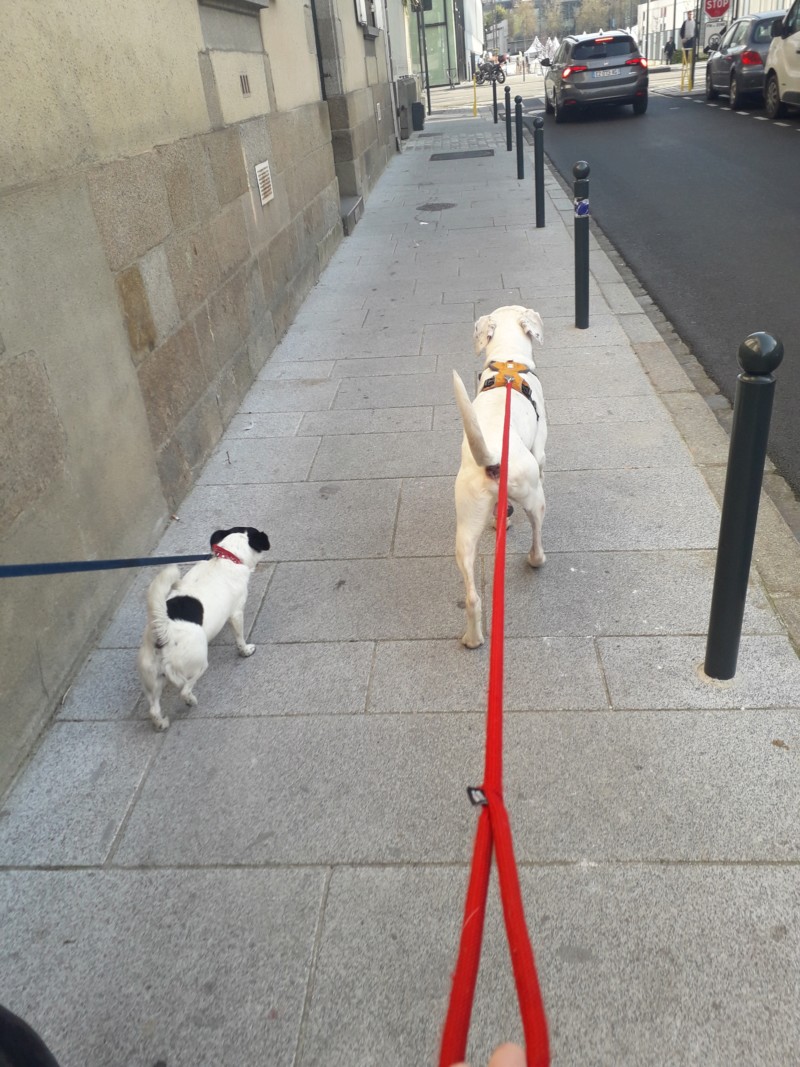 Marley - mâle boxer x setter anglais (25/09/2012)  20190413