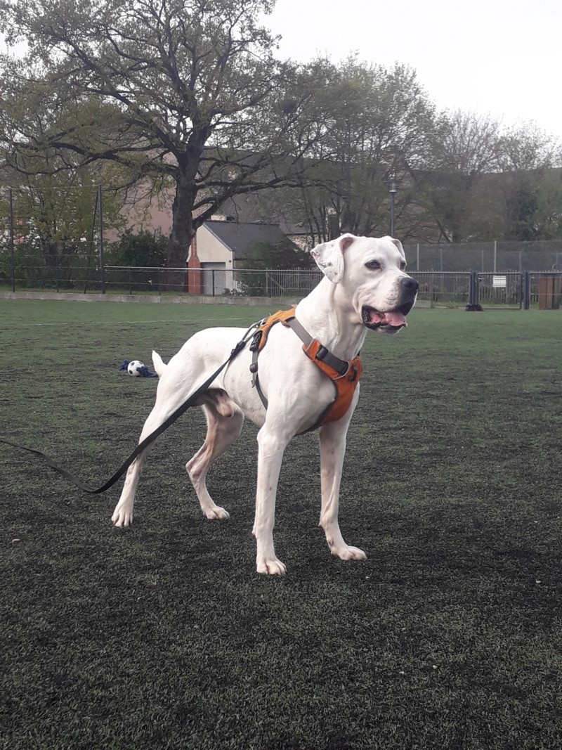 Marley - mâle boxer x setter anglais (25/09/2012)  20190415