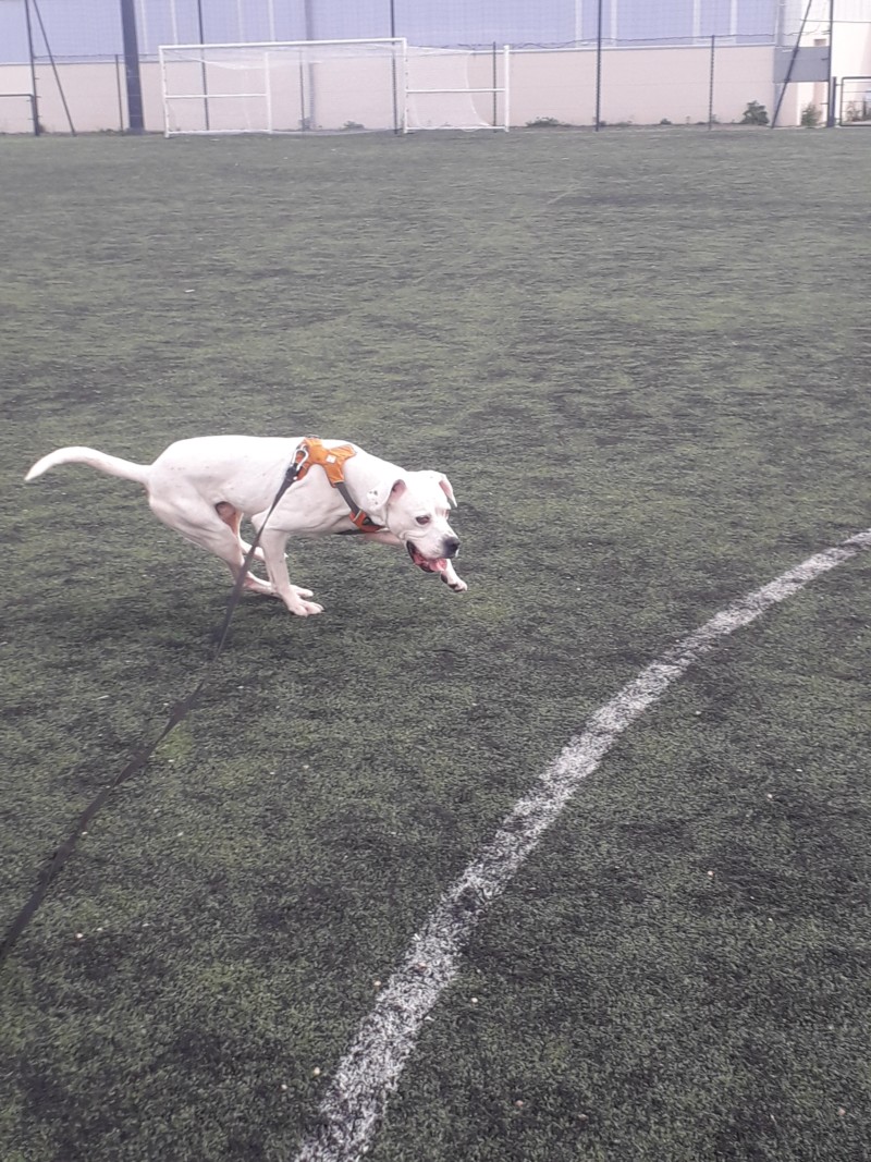 Marley - mâle boxer x setter anglais (25/09/2012) 20190419