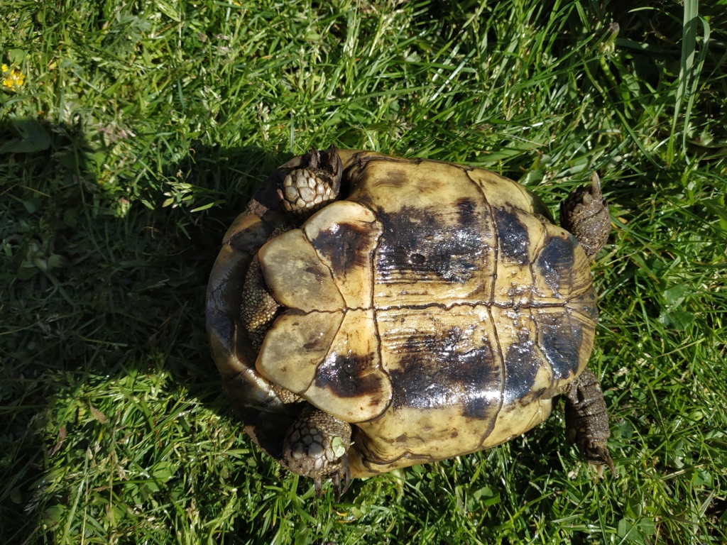 identification de tortue Img_2013