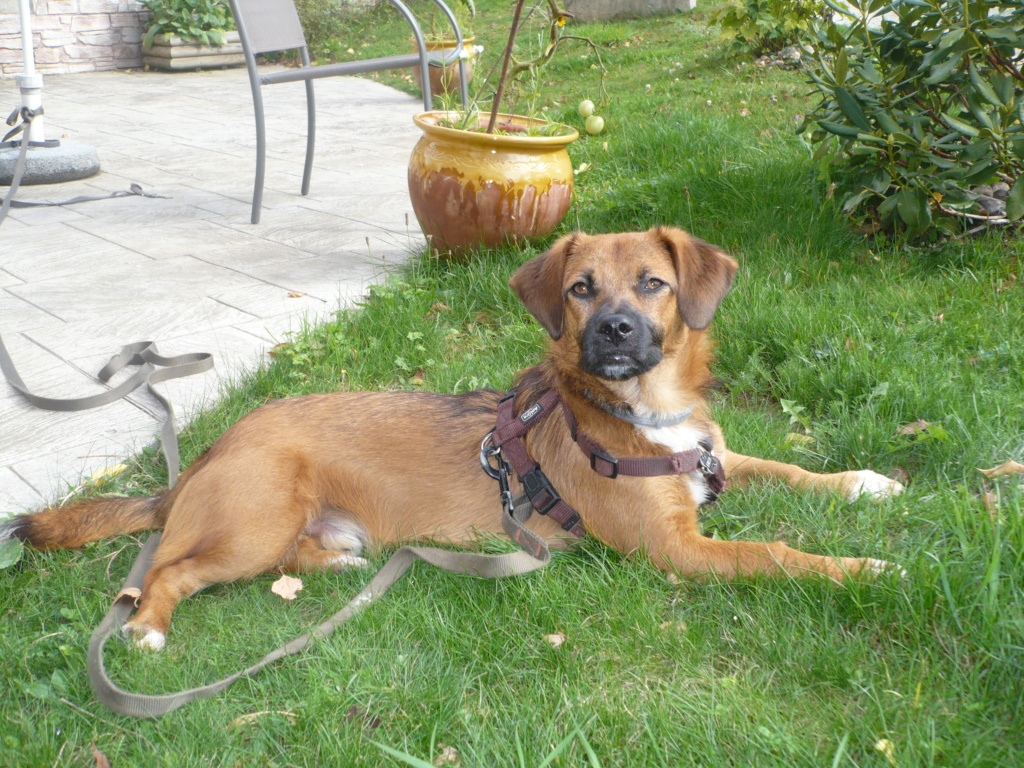 Falco-mâle- refuge de Targû Frumos - réservé adoption (70) P1060510