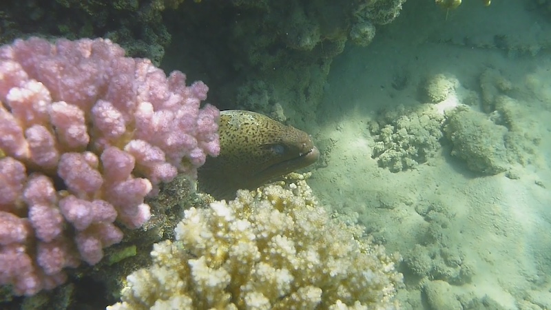  Mer Rouge, à Mangrove Bay en octobre 2023. 23102610