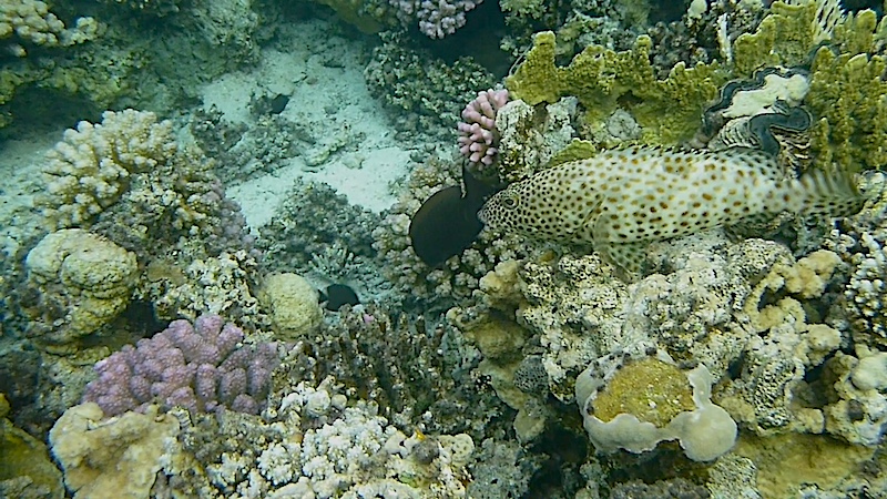  Mer Rouge, à Mangrove Bay en octobre 2023. 23102810
