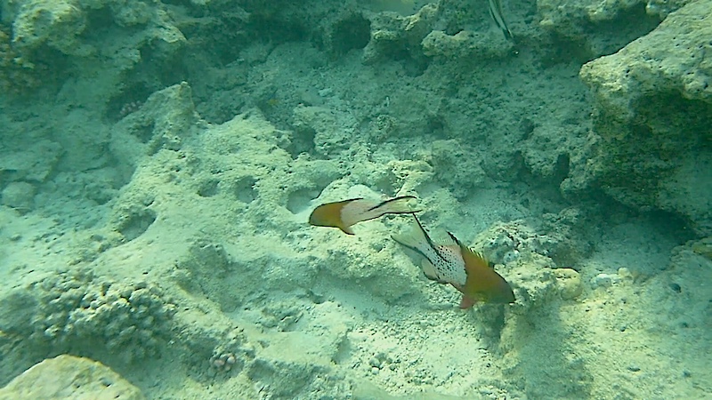  Mer Rouge, à Mangrove Bay en octobre 2023. 23103111