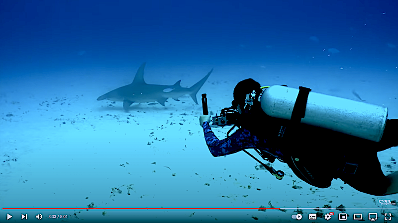 Comment mesurer la longueur d’un requin … vivant, ou d'un ou une … ? Avec_212