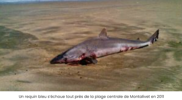 Requins sur les côtes  françaises Captu303