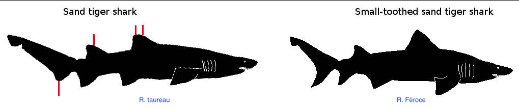 Requins qui se ressemblent ...le requin taureau et le requin féroce Compar10