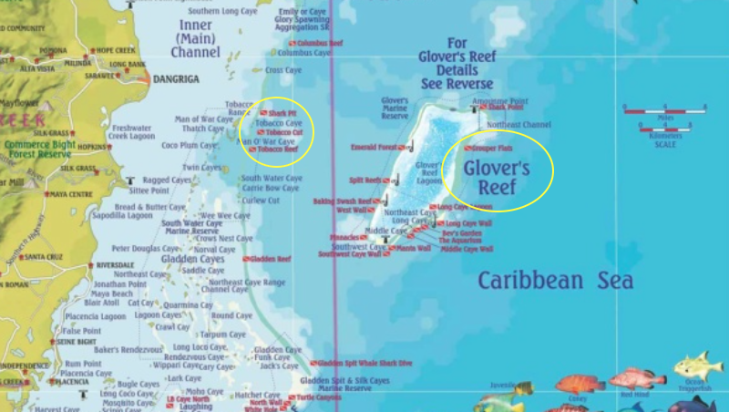 Snorkeling au Belize en janvier 2022. Glovers atoll puis Wind ward Tobacco caye Glover10